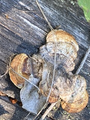 Gloeophyllum sepiarium