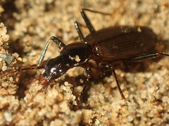 Platynus angustatus