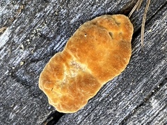 Gloeophyllum sepiarium