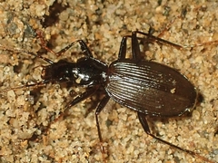 Platynus angustatus
