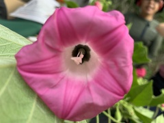 Ipomoea peteri