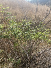 Rosa californica