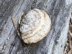 Gloeophyllum sepiarium