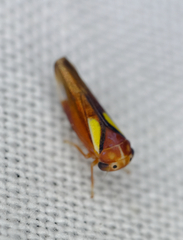 Balcanocerus provancheri