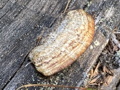 Gloeophyllum sepiarium