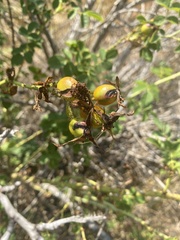 Rosa californica