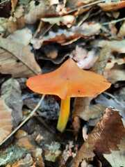 Hygrocybe singeri
