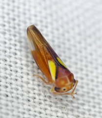 Balcanocerus provancheri