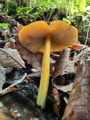 Hygrocybe singeri