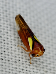 Balcanocerus provancheri