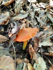 Hygrocybe singeri