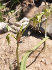 Gilliesia cuspidata