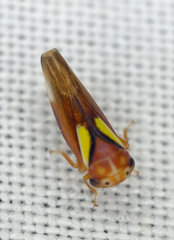 Balcanocerus provancheri