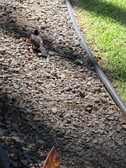 Pycnonotus cafer
