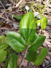 Lardizabala biternata