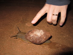 Megalobulimus sanctaepauli