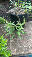 Oenothera drummondii