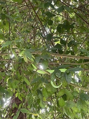 Trimeresurus macrops