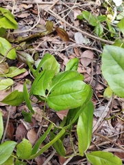 Lardizabala biternata