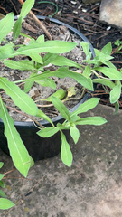 Oenothera drummondii