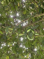 Trimeresurus macrops