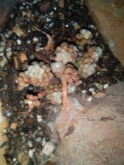 Anacampseros subnuda