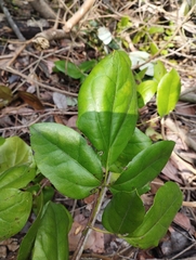 Lardizabala biternata