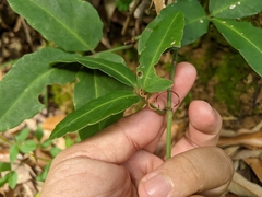 Tetrastigma formosanum