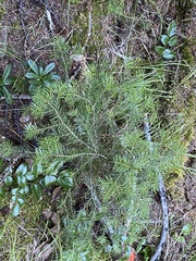 Abies lasiocarpa