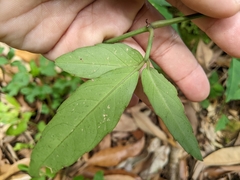 Tetrastigma formosanum