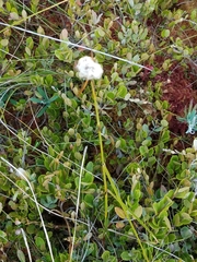 Eriophorum vaginatum