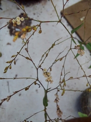 Boerhavia coulteri palmeri