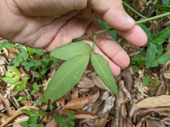 Tetrastigma formosanum