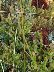 Eriophorum vaginatum