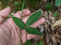 Tetrastigma formosanum