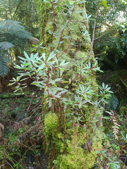 Tasmannia lanceolata