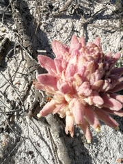 Hyobanche thinophila