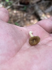 Gerronema strombodes