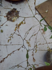 Boerhavia coulteri palmeri