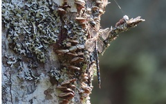 Aeshna canadensis
