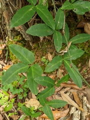 Tetrastigma formosanum