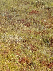 Eriophorum vaginatum