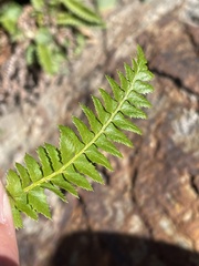 Polystichum lonchitis