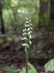Spiranthes ovalis