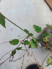 Boerhavia coulteri palmeri