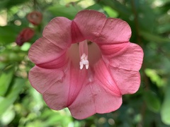 Ipomoea steerei