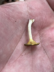 Gerronema strombodes