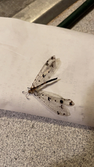 Dendroleon obsoletus