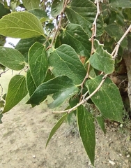 Celtis reticulata