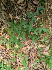 Tetrastigma formosanum